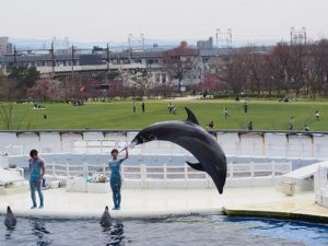 京都水族館イルカショー