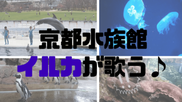 【家族でお出かけ】京都水族館　イルカが歌うイルカショー♫オオサンショウウオの展示も凄い！